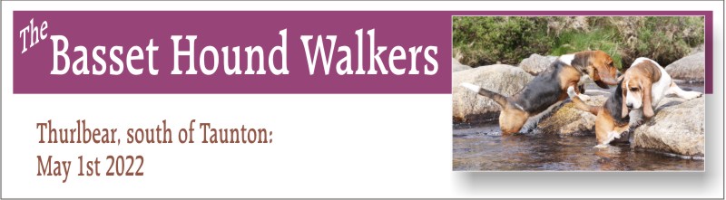 The Basset Hound Walkers Thurlbear